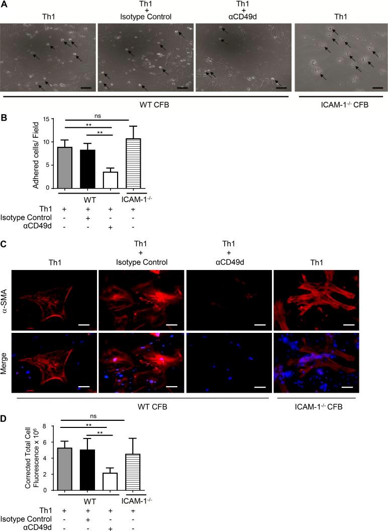 https://cdn.ncbi.nlm.nih.gov/pmc/blobs/3357/5679176/1509d6618c77/JEM_20161791_Fig3.jpg