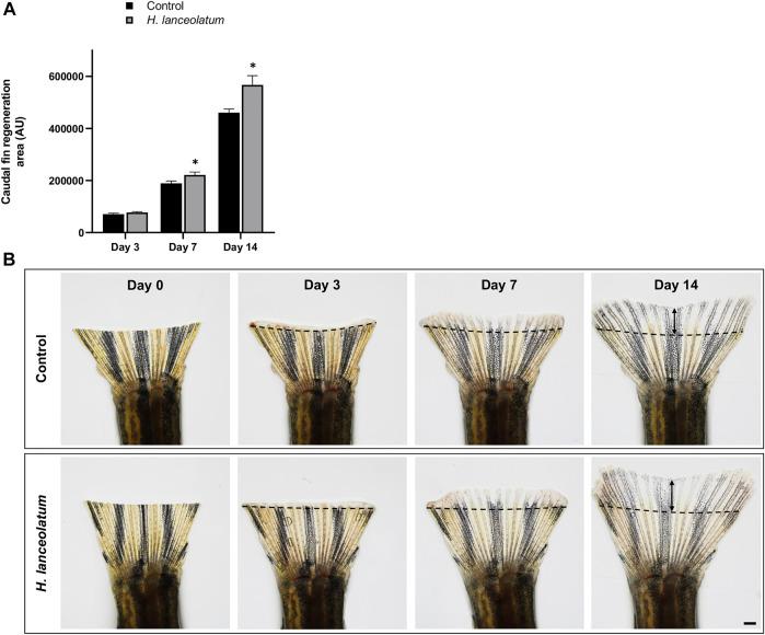 https://cdn.ncbi.nlm.nih.gov/pmc/blobs/335b/8963451/1d064b5e20f0/fphar-13-832928-g009.jpg