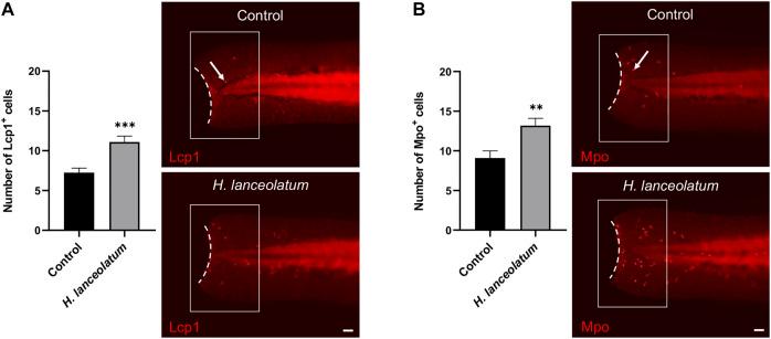 https://cdn.ncbi.nlm.nih.gov/pmc/blobs/335b/8963451/29e2e6aaec25/fphar-13-832928-g007.jpg