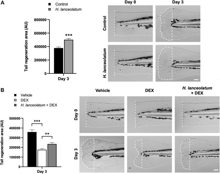 https://cdn.ncbi.nlm.nih.gov/pmc/blobs/335b/8963451/55892f081f7c/fphar-13-832928-g008.jpg