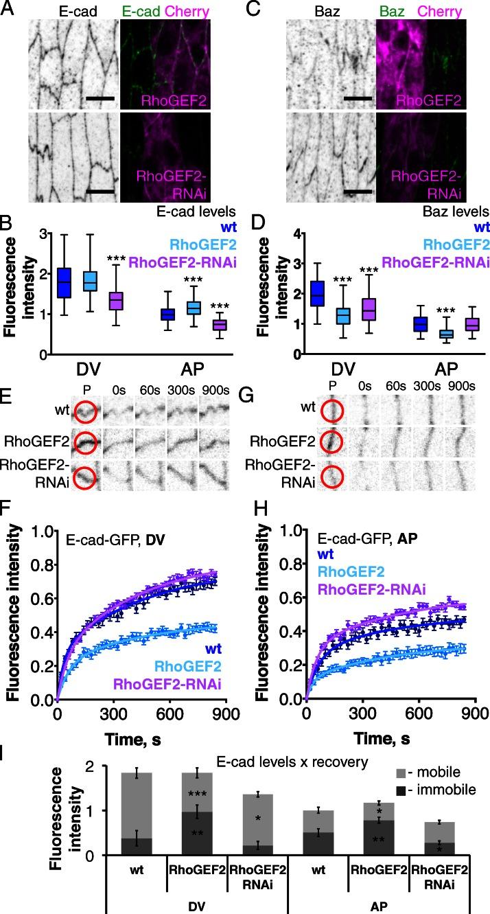 https://cdn.ncbi.nlm.nih.gov/pmc/blobs/335c/3678168/3524ecaef63c/JCB_201211159_Fig7.jpg