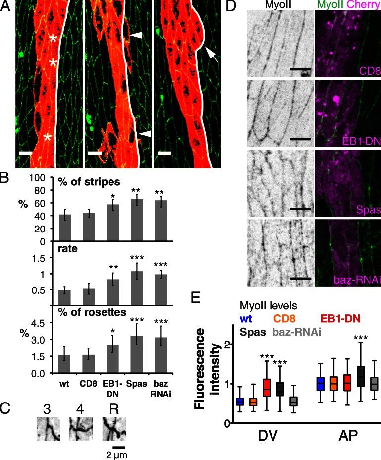 https://cdn.ncbi.nlm.nih.gov/pmc/blobs/335c/3678168/753fa934cb3d/JCB_201211159_Fig9.jpg