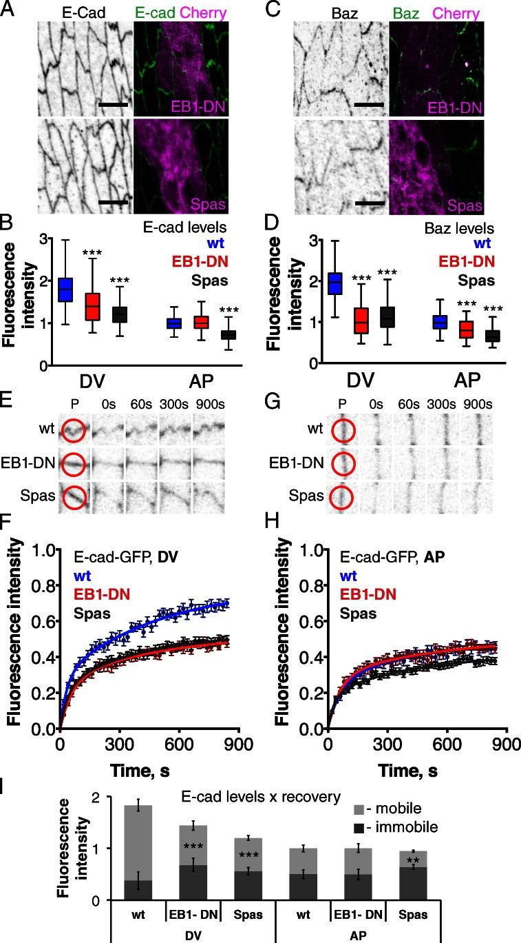 https://cdn.ncbi.nlm.nih.gov/pmc/blobs/335c/3678168/b57307741189/JCB_201211159_Fig6.jpg
