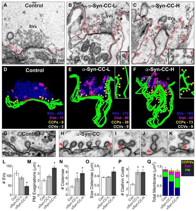 https://cdn.ncbi.nlm.nih.gov/pmc/blobs/335c/5732215/eb6c03202926/fncel-11-00388-g0004.jpg