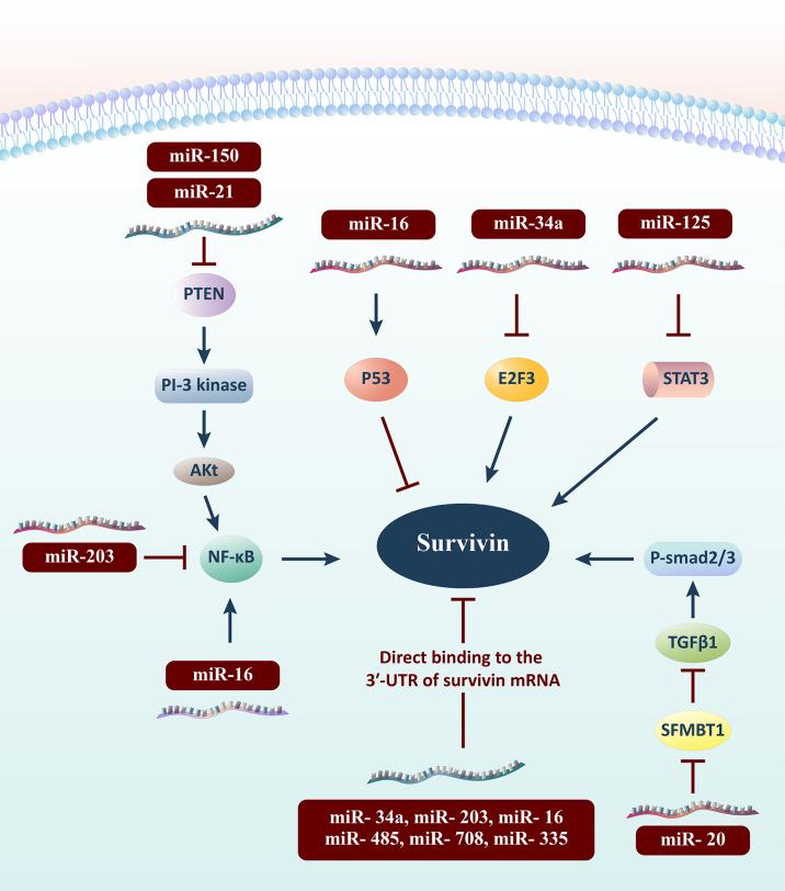 https://cdn.ncbi.nlm.nih.gov/pmc/blobs/335c/8927965/58873dbbebb5/fimmu-13-839945-g002.jpg