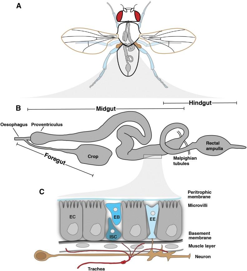 https://cdn.ncbi.nlm.nih.gov/pmc/blobs/335f/6216580/74bfe389308a/357fig2.jpg