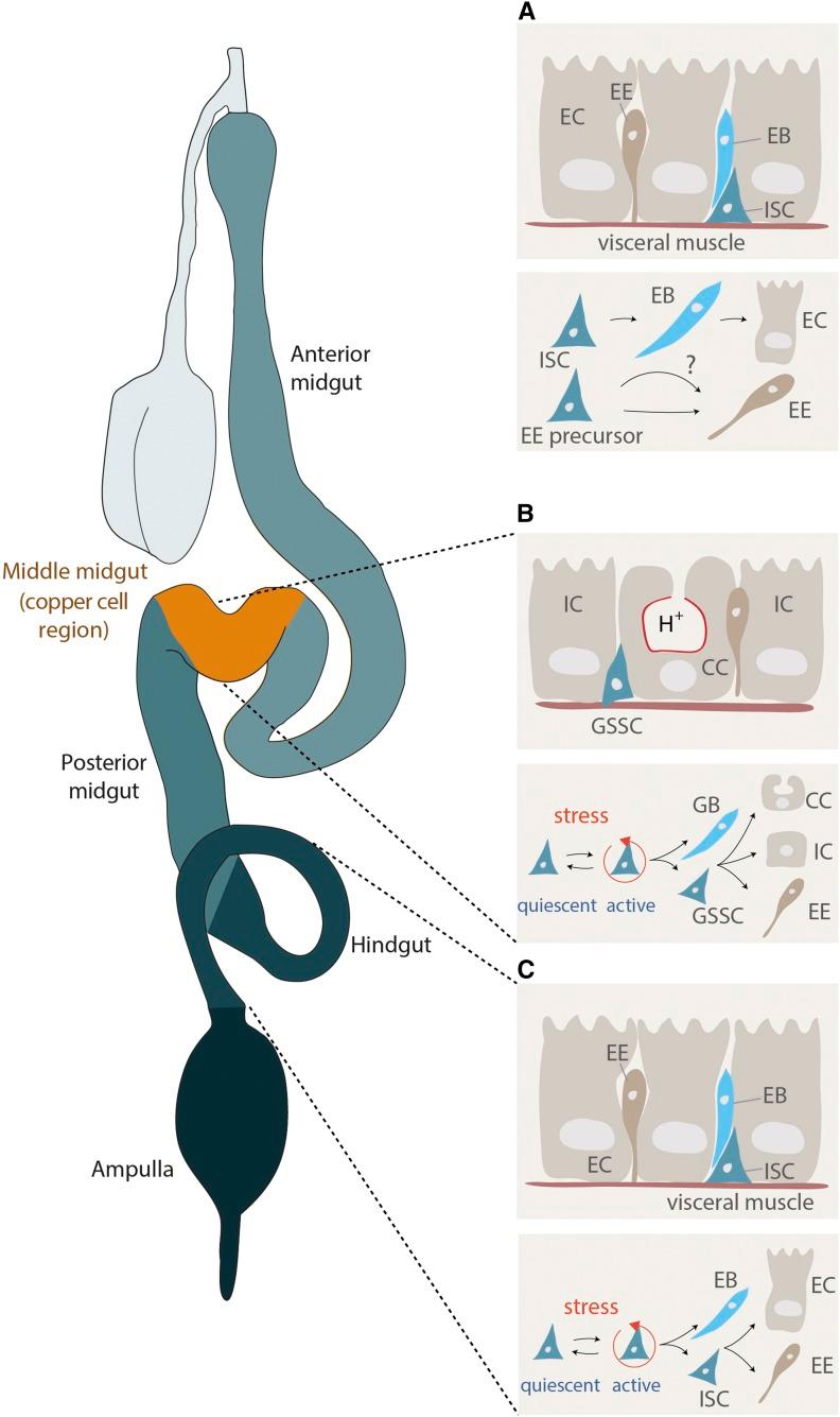 https://cdn.ncbi.nlm.nih.gov/pmc/blobs/335f/6216580/a60d3ef34ad2/357fig3.jpg