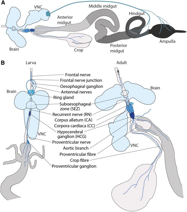 https://cdn.ncbi.nlm.nih.gov/pmc/blobs/335f/6216580/ccab6d9086bf/357fig5.jpg