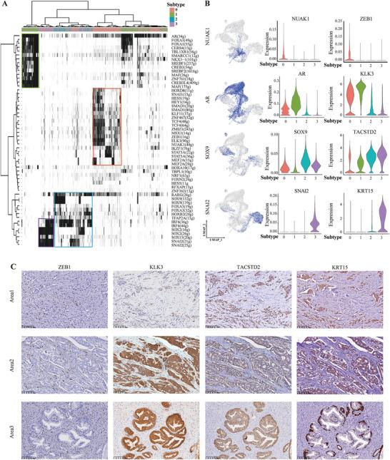 https://cdn.ncbi.nlm.nih.gov/pmc/blobs/3360/9131431/8c39d7c3d699/ADVS-9-2105530-g004.jpg