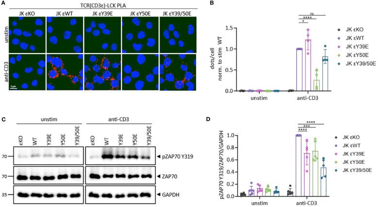 https://cdn.ncbi.nlm.nih.gov/pmc/blobs/3362/11109380/4d1342b61d34/fimmu-15-1392933-g003.jpg