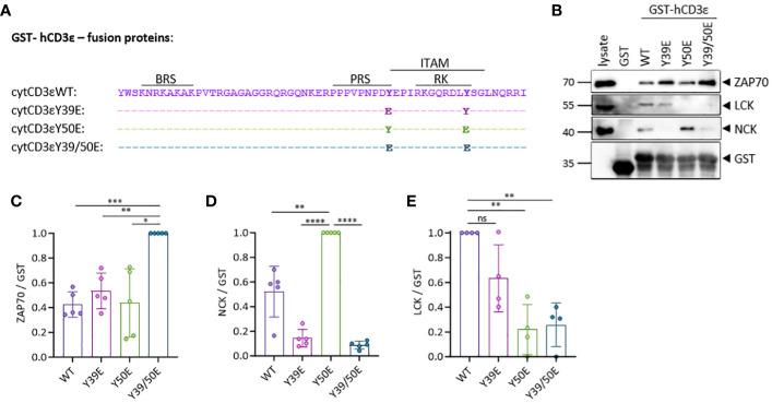 https://cdn.ncbi.nlm.nih.gov/pmc/blobs/3362/11109380/60efeacf8f56/fimmu-15-1392933-g001.jpg