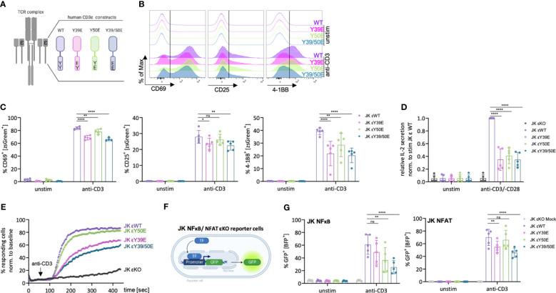 https://cdn.ncbi.nlm.nih.gov/pmc/blobs/3362/11109380/d6d6d69be3e4/fimmu-15-1392933-g002.jpg