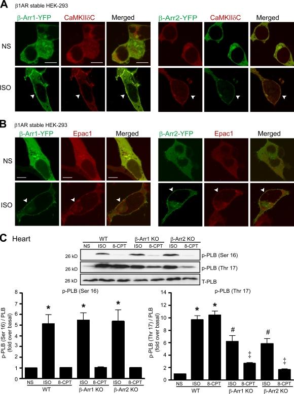 https://cdn.ncbi.nlm.nih.gov/pmc/blobs/3366/2867304/d75a9b7f8f85/JCB_200911047_RGB_Fig4.jpg