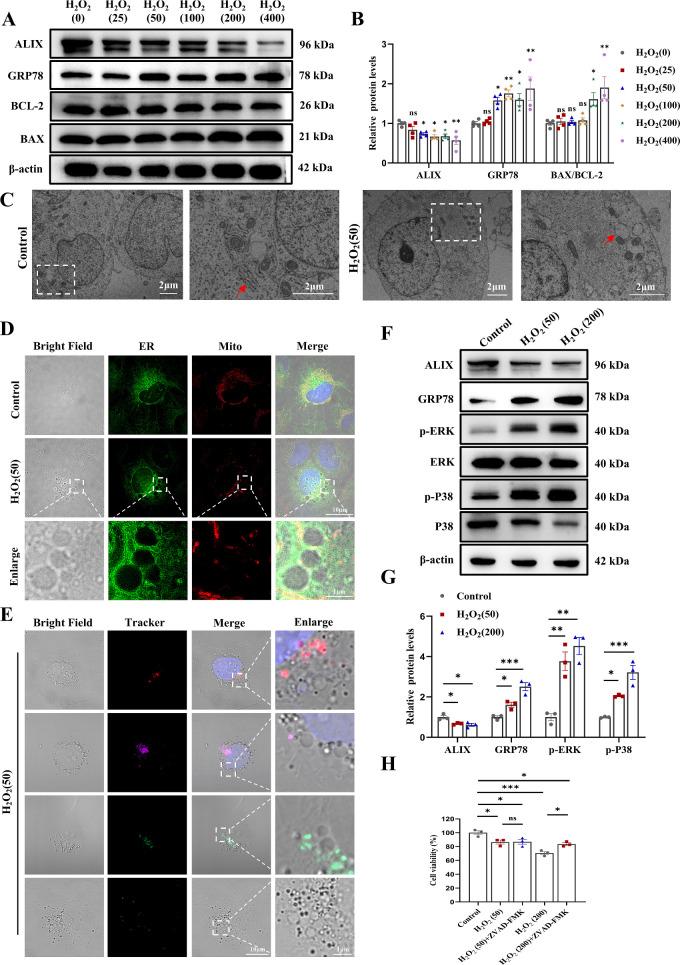 https://cdn.ncbi.nlm.nih.gov/pmc/blobs/3367/11734758/3654d978525f/iovs-66-1-29-f002.jpg