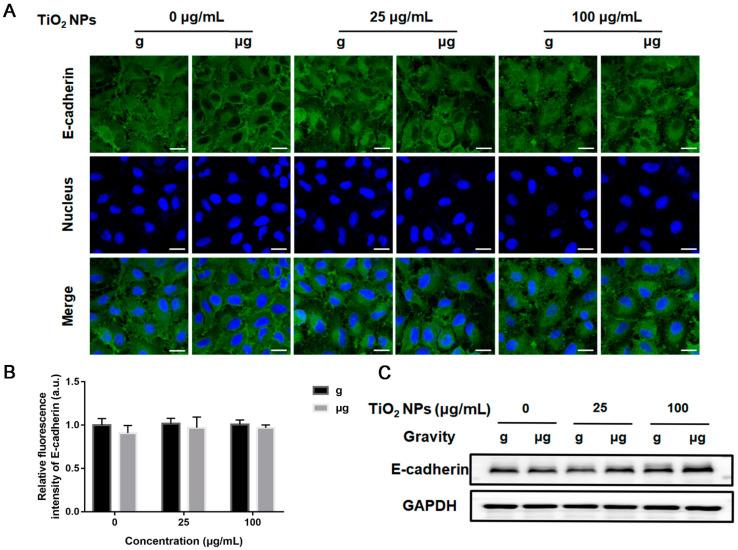 https://cdn.ncbi.nlm.nih.gov/pmc/blobs/336a/9182076/744b79735a67/nanomaterials-12-01879-g007.jpg