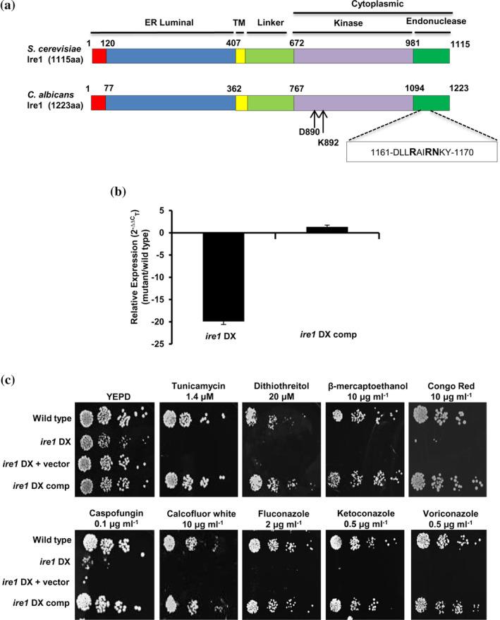 https://cdn.ncbi.nlm.nih.gov/pmc/blobs/336e/8244103/9f65abbef578/CMI-23-e13307-g002.jpg
