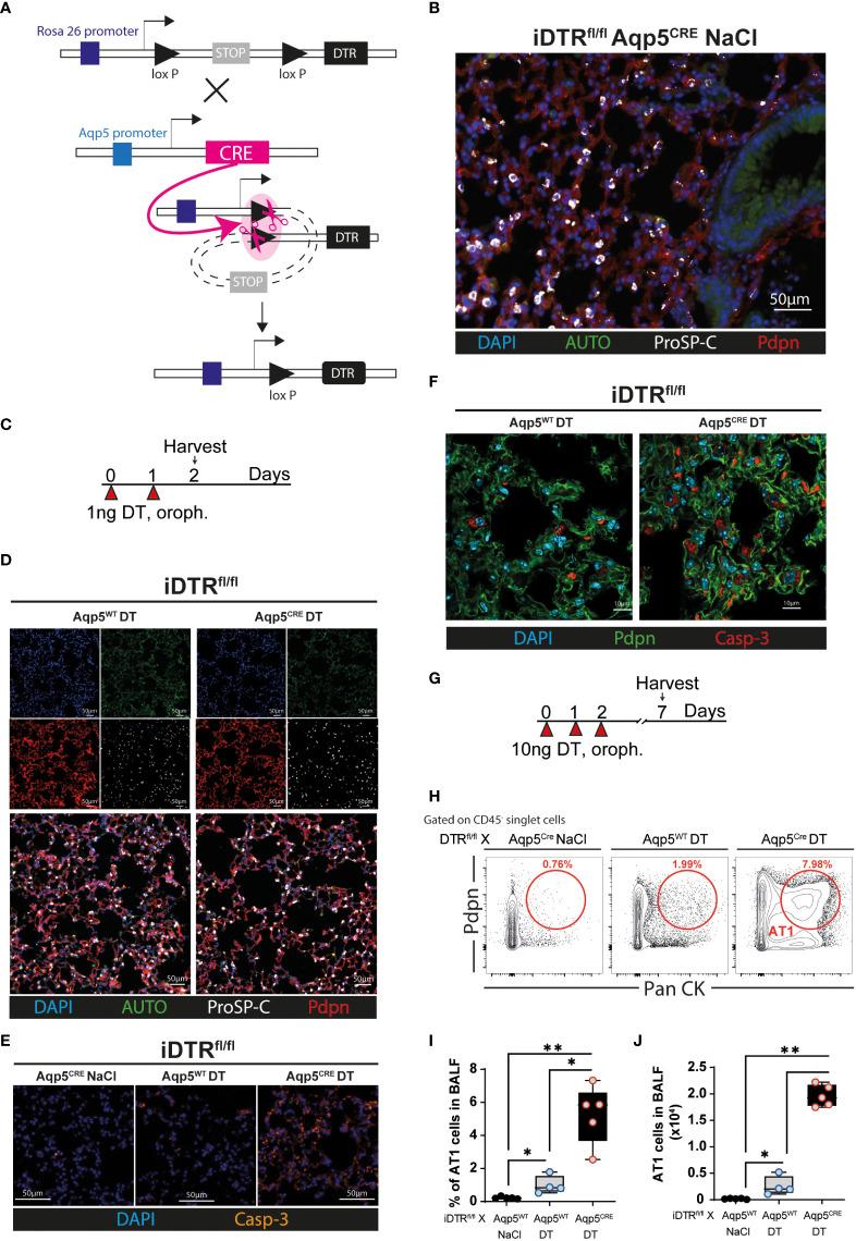 https://cdn.ncbi.nlm.nih.gov/pmc/blobs/3376/10568624/1dbdcc87d5e3/fimmu-14-1261483-g001.jpg