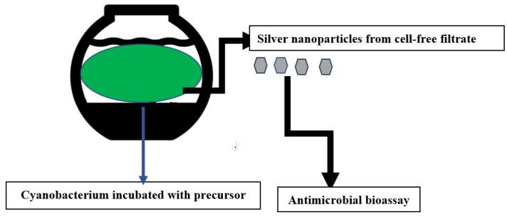 https://cdn.ncbi.nlm.nih.gov/pmc/blobs/3377/10376758/9fe07944c00a/antibiotics-12-01114-sch001.jpg