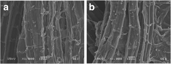 https://cdn.ncbi.nlm.nih.gov/pmc/blobs/3378/3667114/256c43f3bbbe/1754-6834-6-75-10.jpg