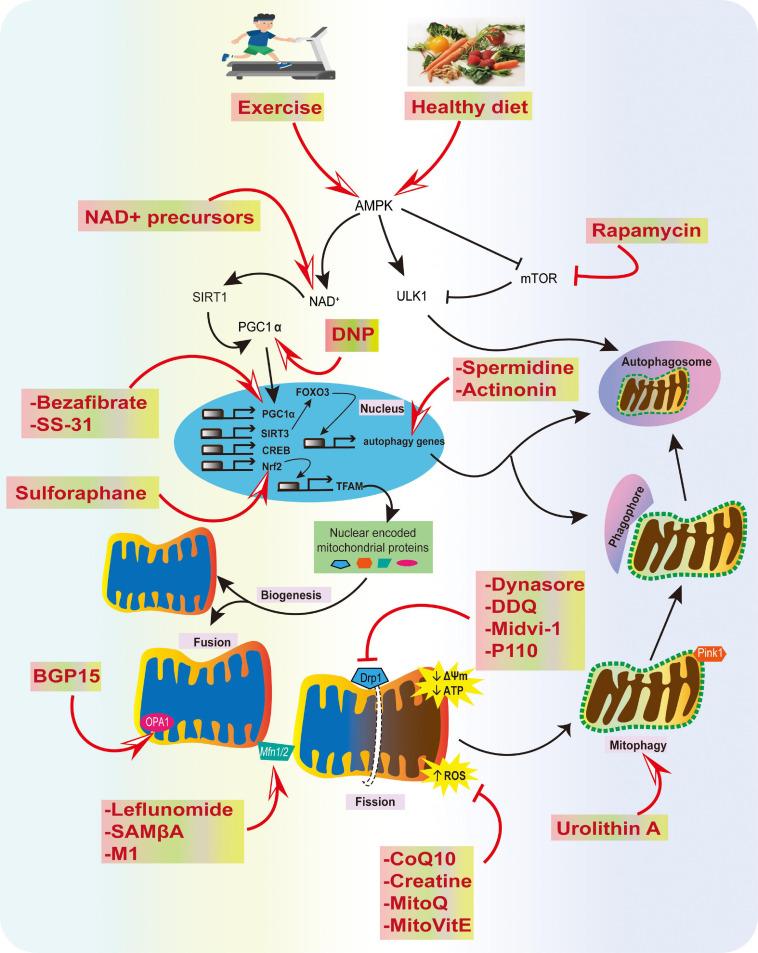 https://cdn.ncbi.nlm.nih.gov/pmc/blobs/3378/7930231/7996f1c753db/fnagi-13-617588-g004.jpg