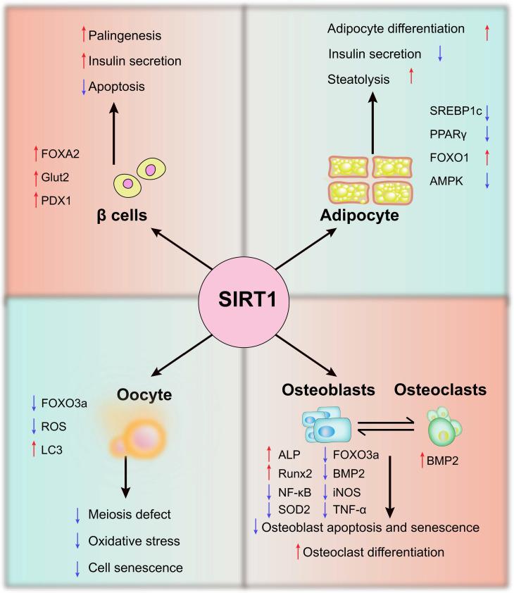 https://cdn.ncbi.nlm.nih.gov/pmc/blobs/337b/9830516/23c86a70c0a7/ijbsv19p0484g002.jpg