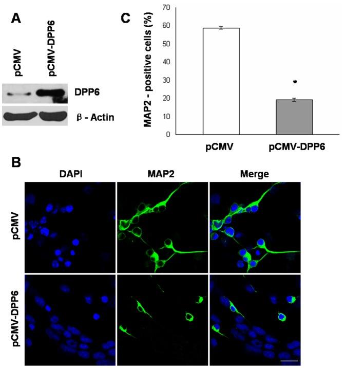 https://cdn.ncbi.nlm.nih.gov/pmc/blobs/337c/3567024/c76799319008/pone.0055826.g005.jpg