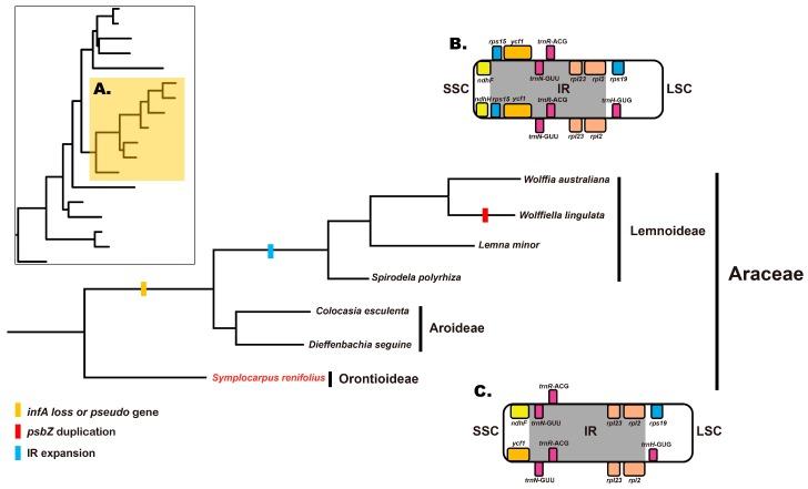 https://cdn.ncbi.nlm.nih.gov/pmc/blobs/337e/5704237/73e2157b0891/genes-08-00324-g008.jpg