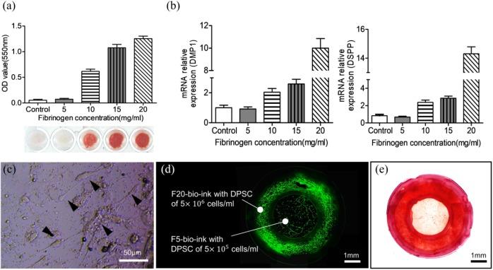 https://cdn.ncbi.nlm.nih.gov/pmc/blobs/337e/6535759/01e45da30434/10.1177_2041731419845849-fig4.jpg