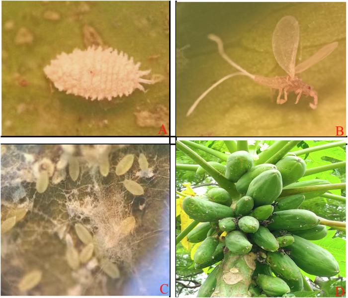 https://cdn.ncbi.nlm.nih.gov/pmc/blobs/3380/12122897/8bcd59aad5af/41597_2025_4944_Fig1_HTML.jpg