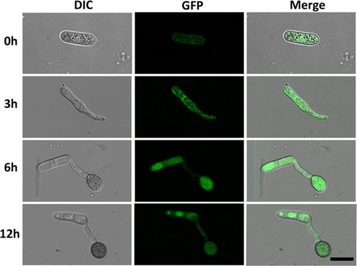 https://cdn.ncbi.nlm.nih.gov/pmc/blobs/3382/5686099/4cdfce9ac8b4/fmicb-08-02216-g007.jpg