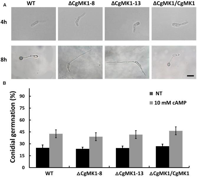 https://cdn.ncbi.nlm.nih.gov/pmc/blobs/3382/5686099/52e37f099a83/fmicb-08-02216-g004.jpg