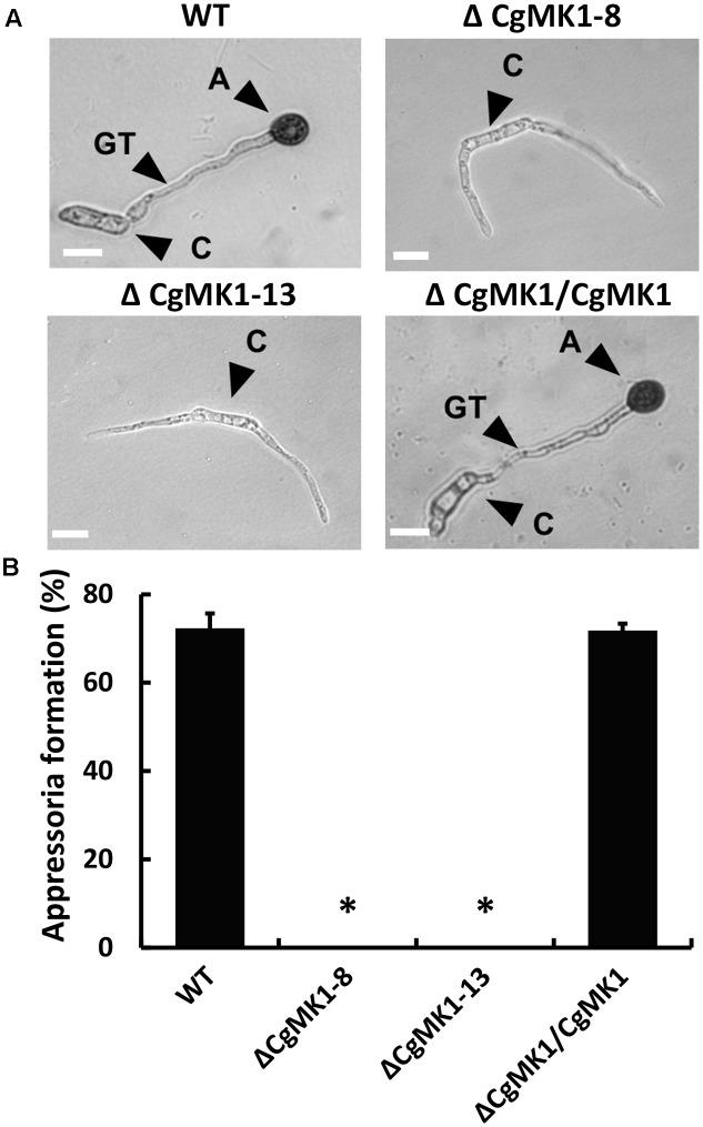 https://cdn.ncbi.nlm.nih.gov/pmc/blobs/3382/5686099/6d06277f0180/fmicb-08-02216-g003.jpg