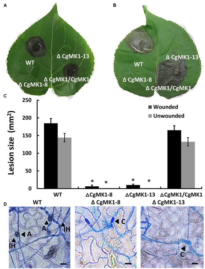 https://cdn.ncbi.nlm.nih.gov/pmc/blobs/3382/5686099/f79b31f26141/fmicb-08-02216-g005.jpg