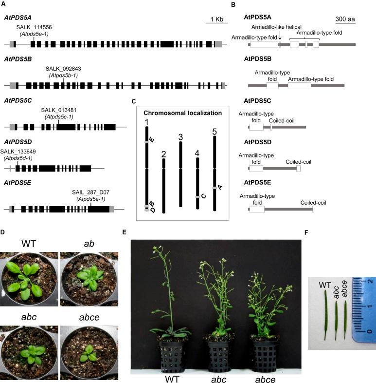 https://cdn.ncbi.nlm.nih.gov/pmc/blobs/3386/4664637/fcba7ff76ff6/fpls-06-01034-g001.jpg