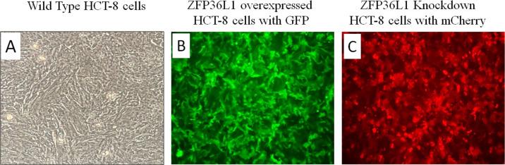 https://cdn.ncbi.nlm.nih.gov/pmc/blobs/338a/9948753/a3c1fefe6fbf/peerj-11-14776-g001.jpg