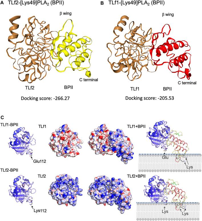 https://cdn.ncbi.nlm.nih.gov/pmc/blobs/338c/8599580/d4511953acaf/fphar-12-766406-g007.jpg