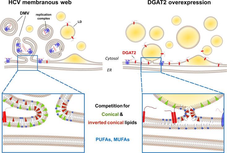 https://cdn.ncbi.nlm.nih.gov/pmc/blobs/3392/11410266/3ad568df5c8d/ppat.1012509.g010.jpg