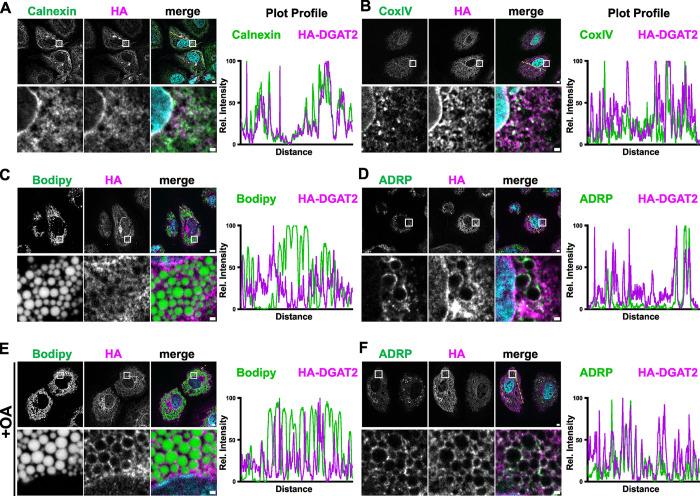 https://cdn.ncbi.nlm.nih.gov/pmc/blobs/3392/11410266/700c3cf11ca0/ppat.1012509.g005.jpg