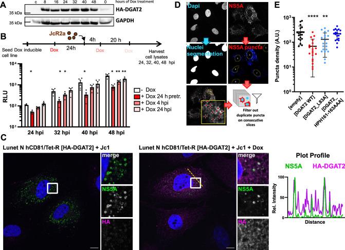 https://cdn.ncbi.nlm.nih.gov/pmc/blobs/3392/11410266/8ab222a3e00c/ppat.1012509.g002.jpg