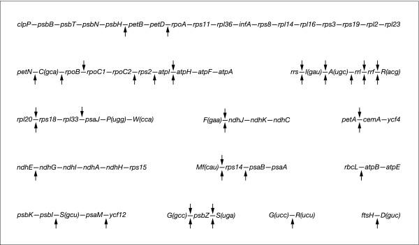 https://cdn.ncbi.nlm.nih.gov/pmc/blobs/3392/1277820/87671b19ee9b/1741-7007-3-22-2.jpg