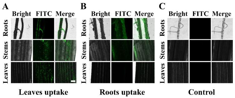 https://cdn.ncbi.nlm.nih.gov/pmc/blobs/3396/10972096/9f995c62f33b/materials-17-01344-g006.jpg