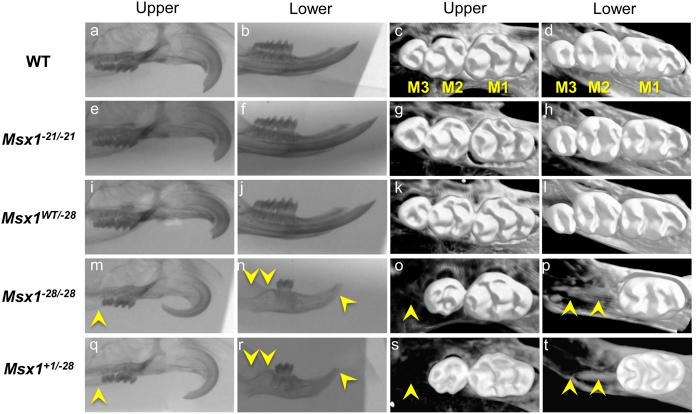 https://cdn.ncbi.nlm.nih.gov/pmc/blobs/3397/5137164/77c50c5dc618/srep38398-f4.jpg
