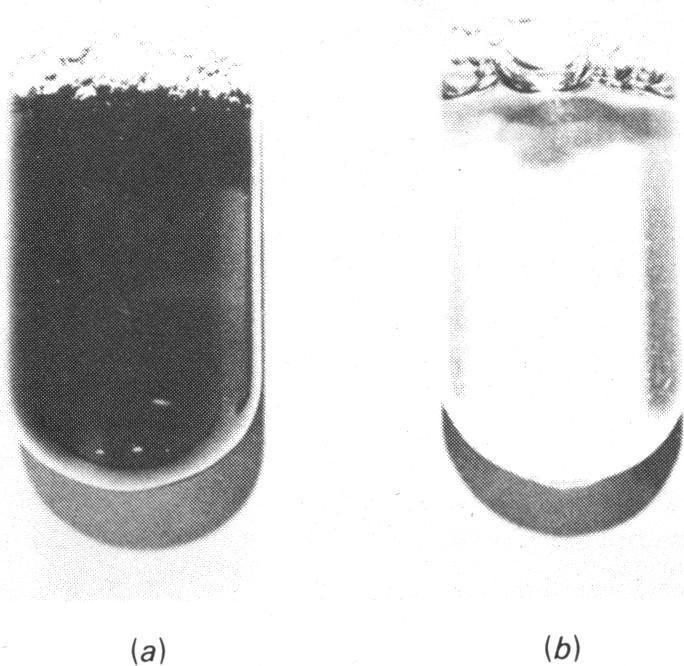 https://cdn.ncbi.nlm.nih.gov/pmc/blobs/3399/1186466/050333ba6441/biochemj00469-0216-a.jpg