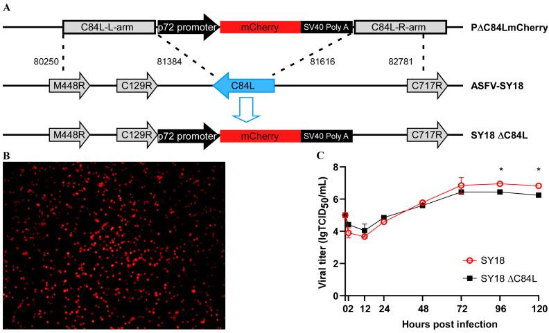 https://cdn.ncbi.nlm.nih.gov/pmc/blobs/339d/10891671/c8dd111eab72/pathogens-13-00103-g002.jpg