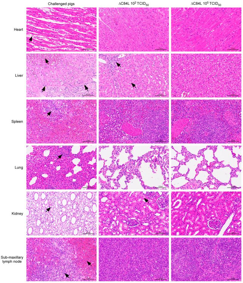 https://cdn.ncbi.nlm.nih.gov/pmc/blobs/339d/10891671/f4ee585b0d68/pathogens-13-00103-g005.jpg