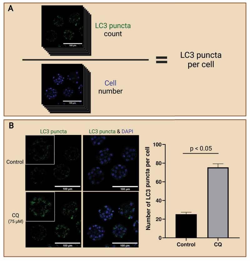 https://cdn.ncbi.nlm.nih.gov/pmc/blobs/33a4/11864692/d6c0ff92c921/KAUO_A_2101335_F0004_OC.jpg