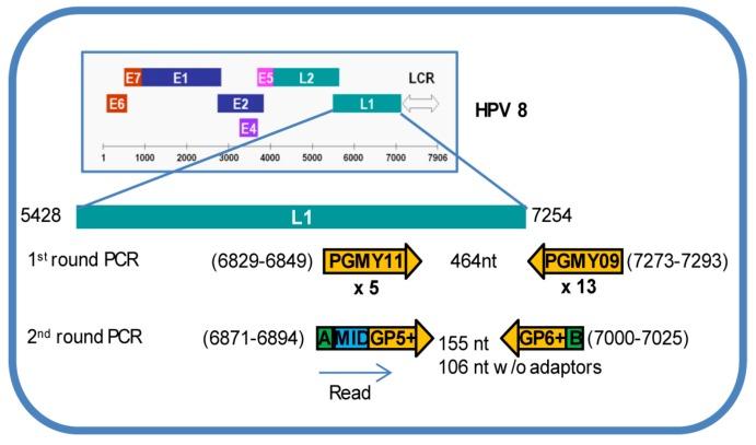 https://cdn.ncbi.nlm.nih.gov/pmc/blobs/33a4/4776183/9d658e6a2cd3/viruses-08-00028-g001.jpg