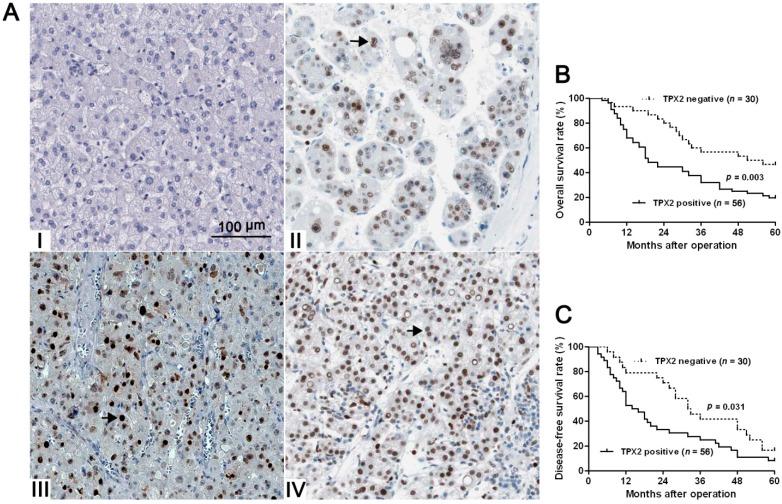 https://cdn.ncbi.nlm.nih.gov/pmc/blobs/33a6/4227208/fd32d6b5ae46/ijms-15-18148-g002.jpg
