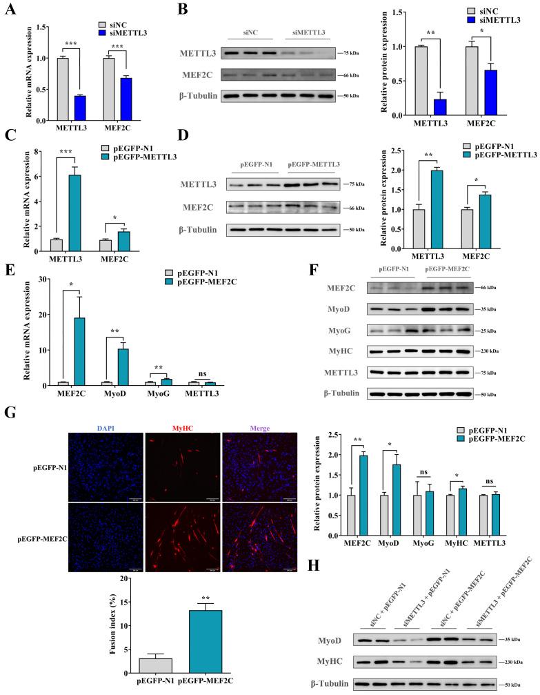 https://cdn.ncbi.nlm.nih.gov/pmc/blobs/33a9/10531580/0b8ceb30054f/ijms-24-14115-g004.jpg