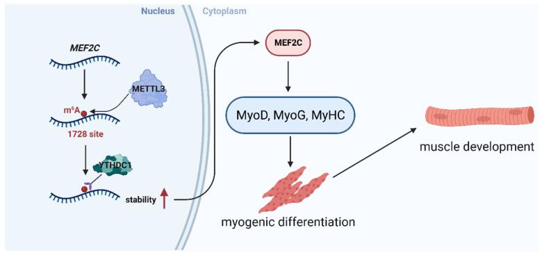 https://cdn.ncbi.nlm.nih.gov/pmc/blobs/33a9/10531580/2f7677513c21/ijms-24-14115-g006.jpg